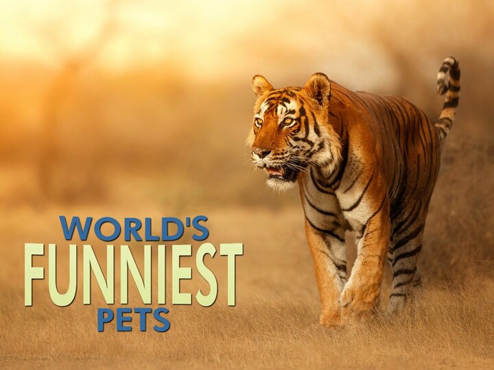 World's Funniest Pets