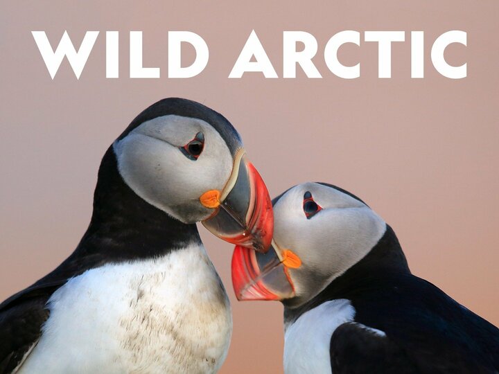 Wild Arctic